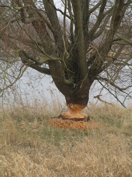 Foto Oderwanderung