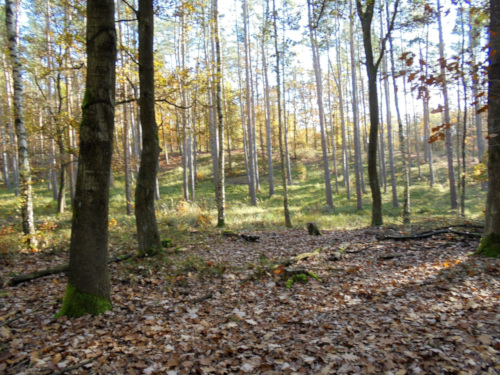 Herbstlicher Flämingwald Foto Flämingwald