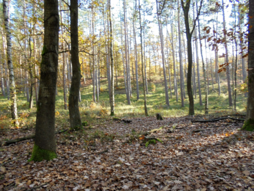 Foto Flämingwald