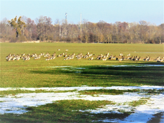 Elbauen mit Wildgänsen Foto Elbauen